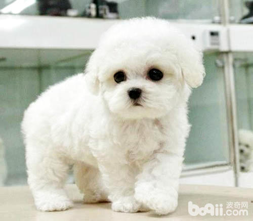 比熊犬美容護理都有哪些