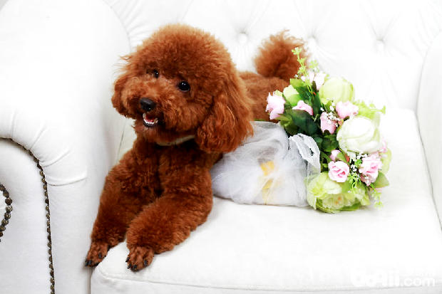 泰迪<a href=/zhonglei/gou/ target=_blank class=infotextkey>狗</a>狗拉肚子怎么辦