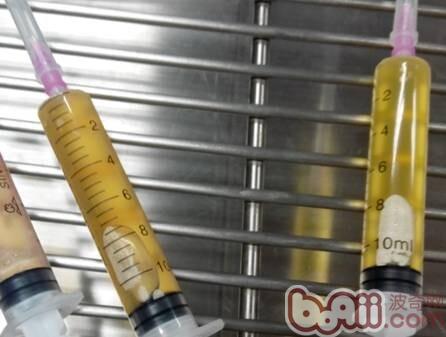 一例杜賓犬的胸腔積液的病例分析