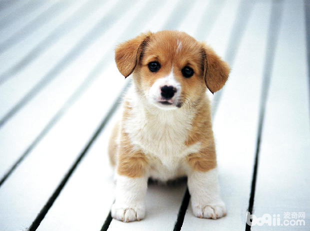 母犬乳腺炎（“乳房炎”）怎么辦？如何治療