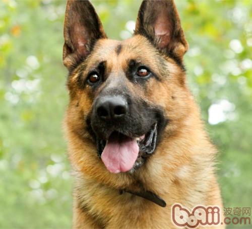 怎樣改掉德牧犬亂咬東西的壞習慣