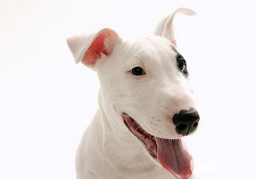 犬瘟熱的基本知識