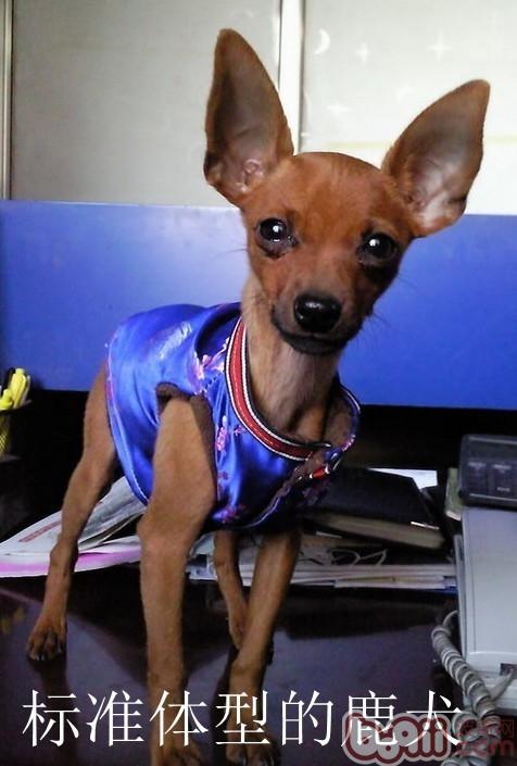 一例小鹿犬肥胖癥引發的思考