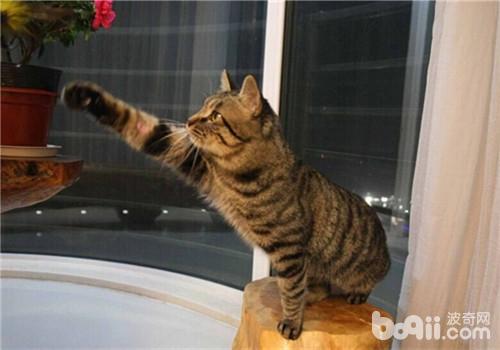 如何正確的飼養中國貍花貓