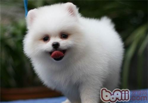 犬瘟熱病毒測試