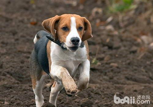 犬傳染性肝炎的治療注意事項