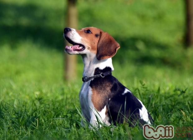 比格犬換毛期吃有講究