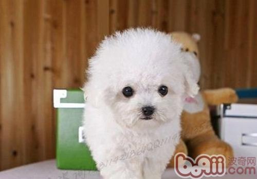 如何訓練<a href=/zhonglei/gou/ target=_blank class=infotextkey>狗</a>狗尋找食物