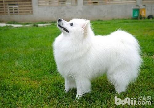 如何處理犬腹壁疝