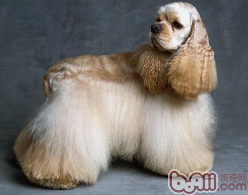 可卡犬發情表現及注意事項