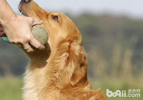 【醫療攻略】犬牙周病處理