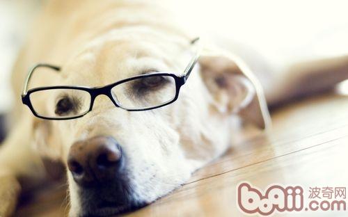 怎樣為拉布拉多犬梳理毛發