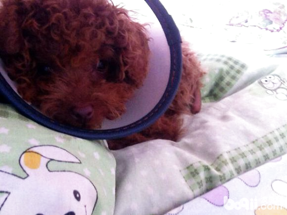 犬慢性腎功能衰竭的診療體會