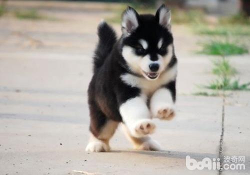 犬各類毒藥中毒的治療方法