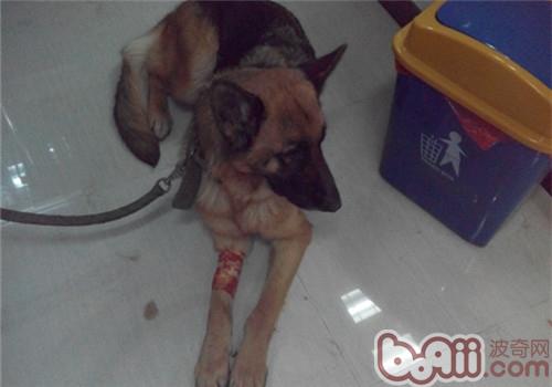 一例犬胃扭轉的診治