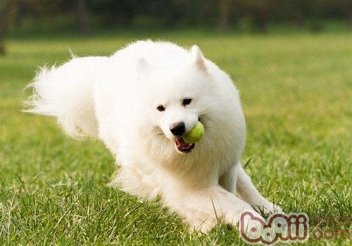 <a href=/ target=_blank class=infotextkey>寵物</a>犬營養代謝性疾病的調查與防治（下）