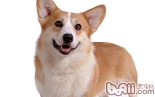 警惕狗狗背部疼痛癥狀