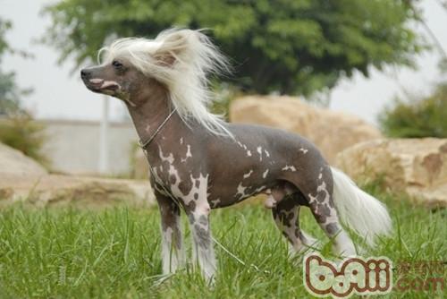 中國冠毛犬的訓練要點