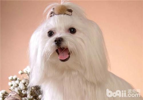 犬干眼病的預防措施