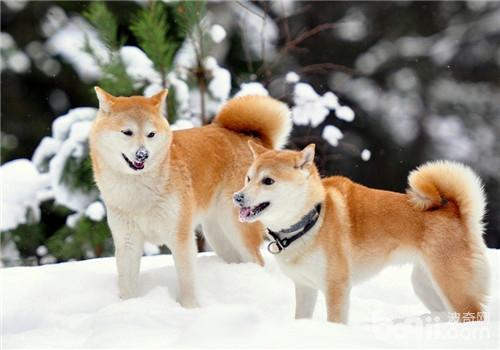 犬膀胱結石的病因分析