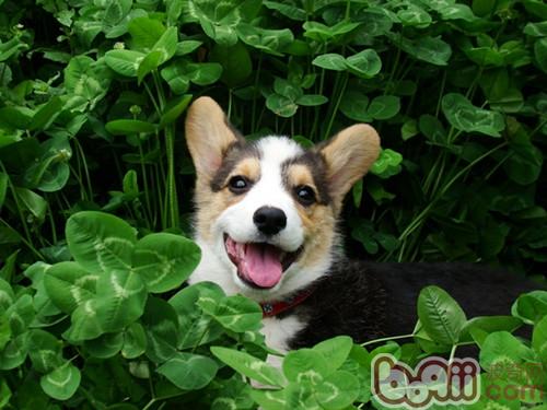 柯基犬賽前怎么美容護理