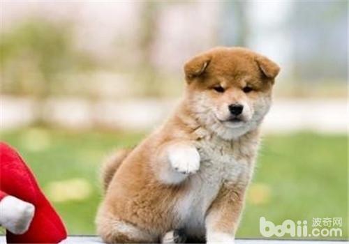 犬胸膜炎的臨床癥狀