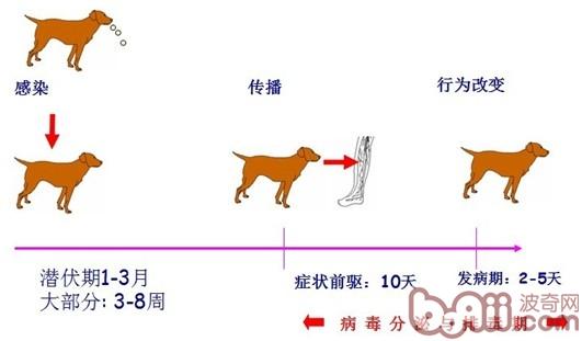狂犬病防治