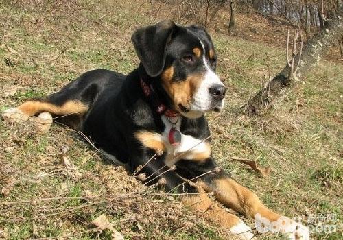 犬寄生蟲之疥螨感染性皮炎