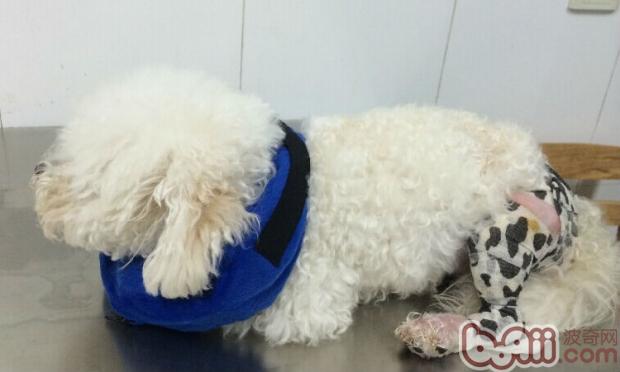 泰迪犬髕骨脫位的診治