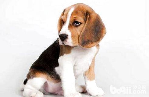 怎么教狗狗坐下的本領？