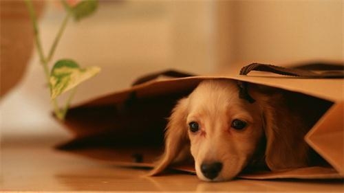 狗狗鼻炎的原因，狗狗鼻炎如何預防？