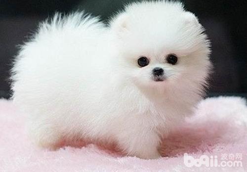 博美犬多大可以配種