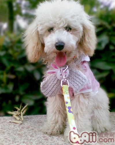 貴賓犬有口臭的原因和解決辦法