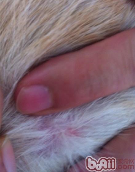 犬的常見皮膚病（一）過敏性皮炎