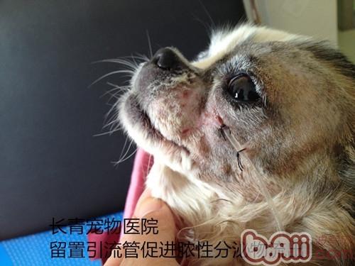 犬貓牙齦炎牙根腐爛導致的顏面瘺