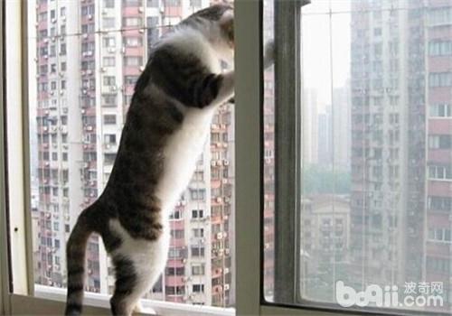 貓咪住高樓有利也有弊