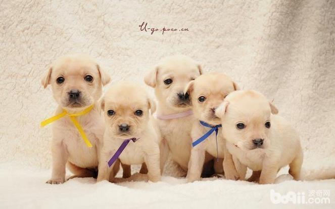 如何照顧生病的幼犬？照顧生病幼犬的方法