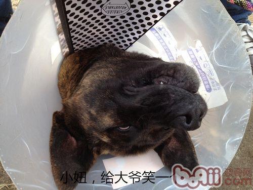 狗狗截肢術
