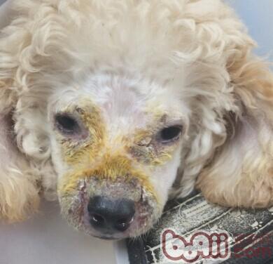 犬膿皮病的發病機理及診治體會