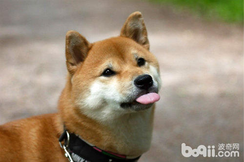 柴犬常見皮膚病及如何預防