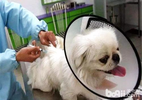 給狗狗絕育需要知道的事情都有哪些？