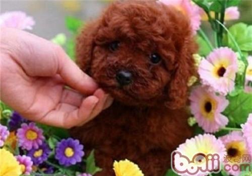 泰迪犬“站立”怎么訓練