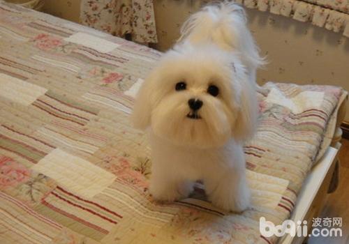 造成<a href=/zhonglei/gou/ target=_blank class=infotextkey>狗</a>狗心力衰竭的原因有哪些