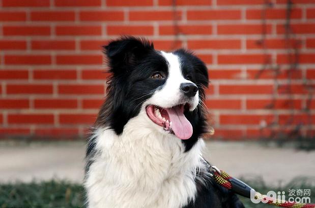 邊境牧羊犬怎么美容 好飼養嗎