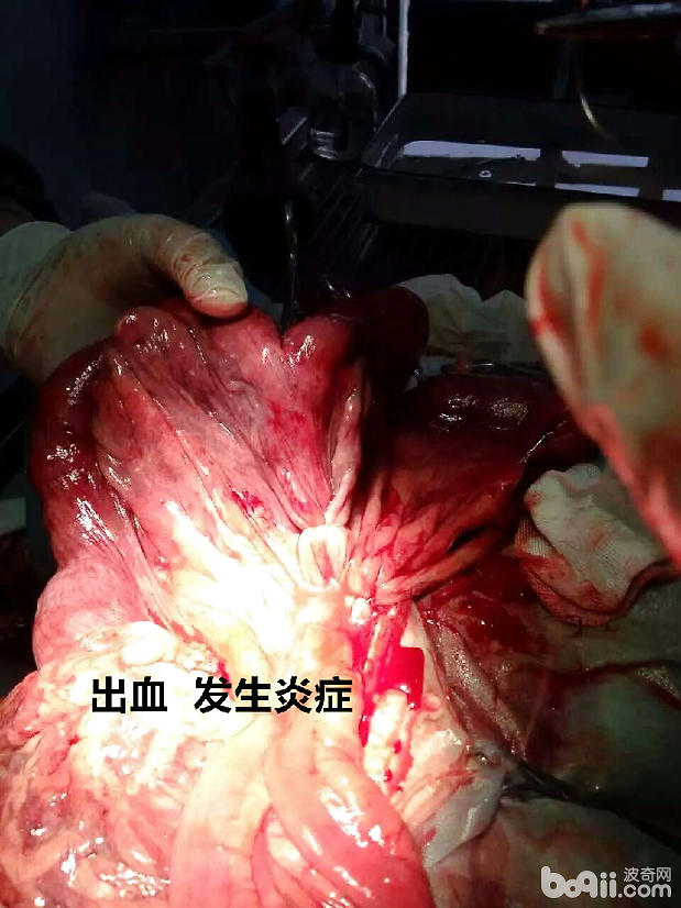 引起犬腹膜炎的常見原因