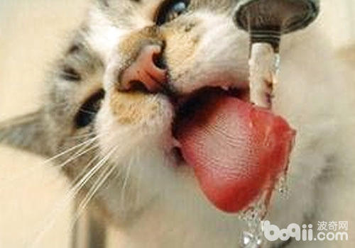 <a href=/zhonglei/mao/ target=_blank class=infotextkey>貓</a>咪飲水器的作用及使用方法