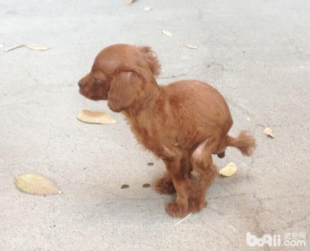 一例泰迪犬便秘的處置辦法
