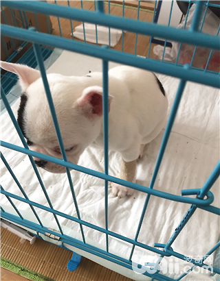 犬營養性貧血癥的診斷與治療