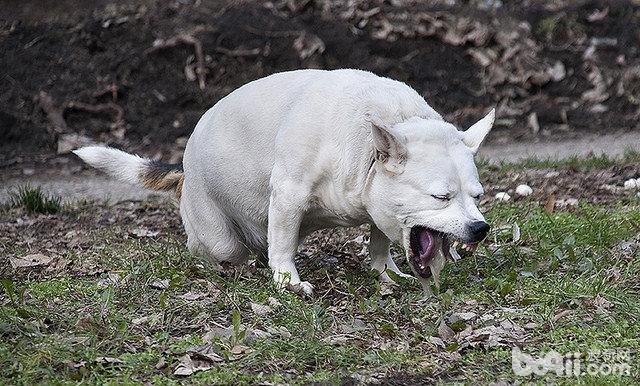 犬細小病毒癥狀及治療方法