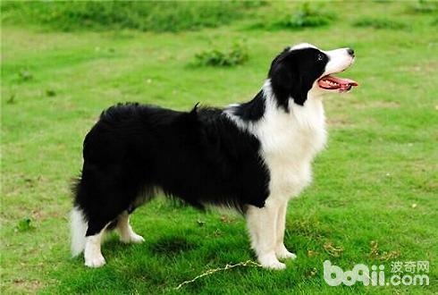 邊境牧羊犬洗澡注意事項
